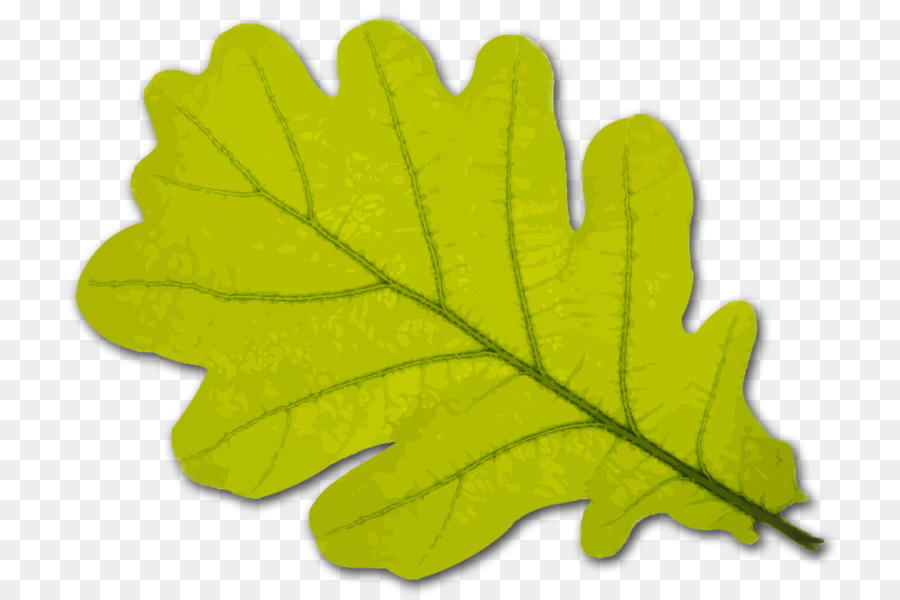 Black Oak，Folha PNG