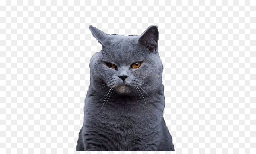 British Shorthair，Chartreux PNG