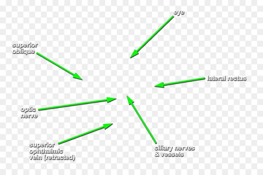 Cabeça E Pescoço Anatomia，Artéria Etmoidal Anterior PNG