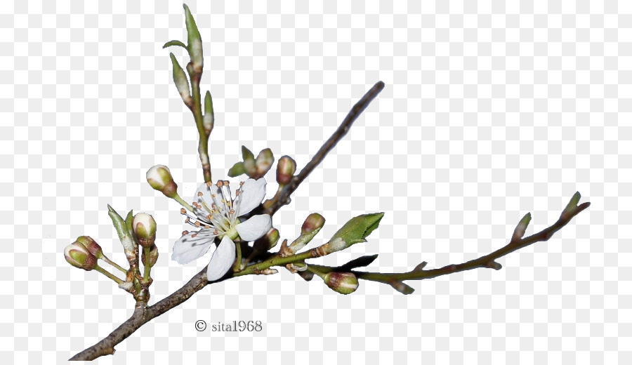 Primavera，Bud PNG