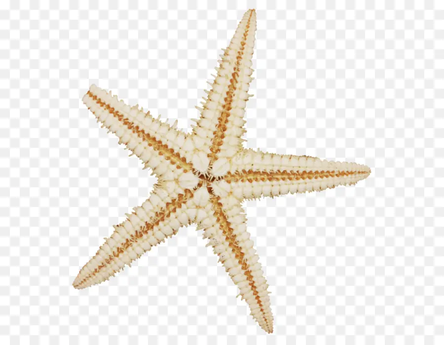 Estrela Do Mar，Moluscos Shell PNG