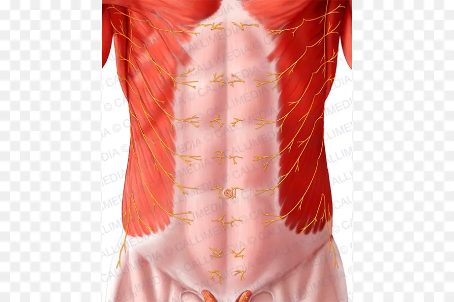 Músculos Abdominais，Músculos PNG