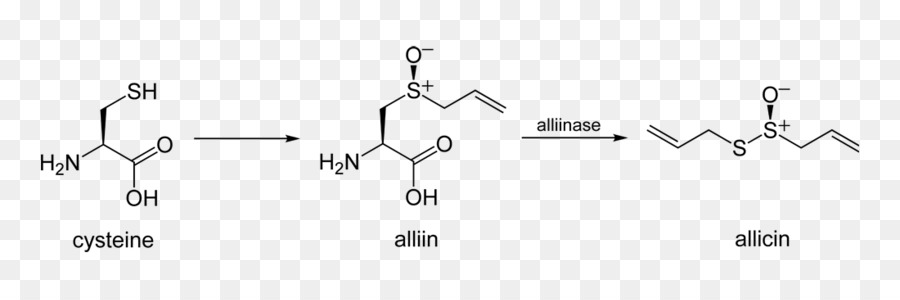 Allicin，Alliinase PNG