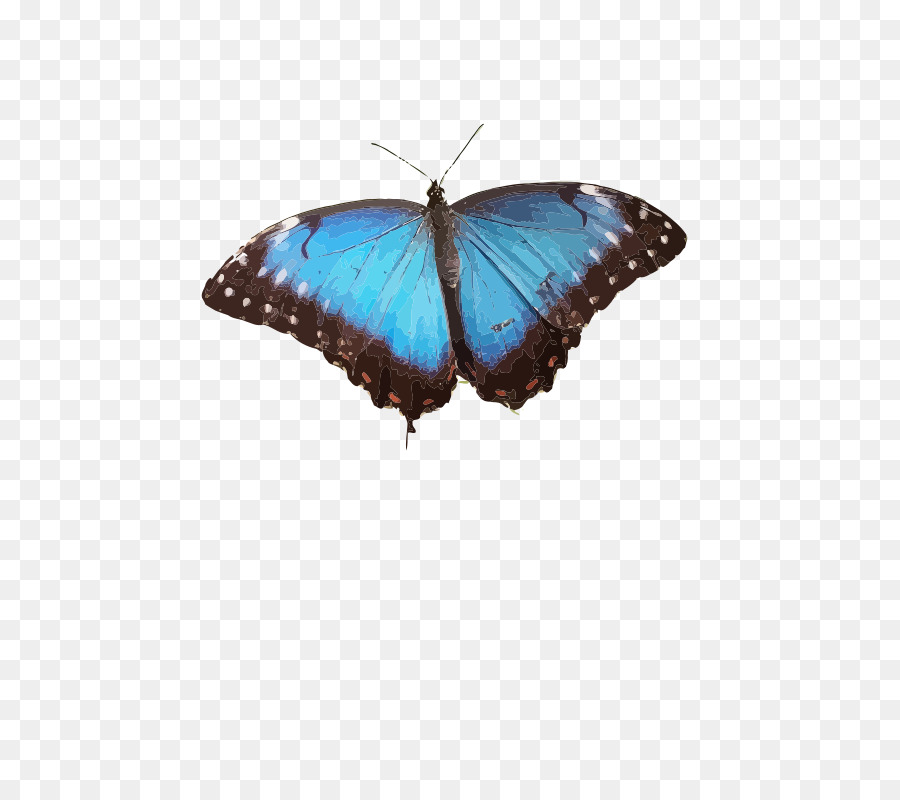 Borboleta Azul，Asas PNG