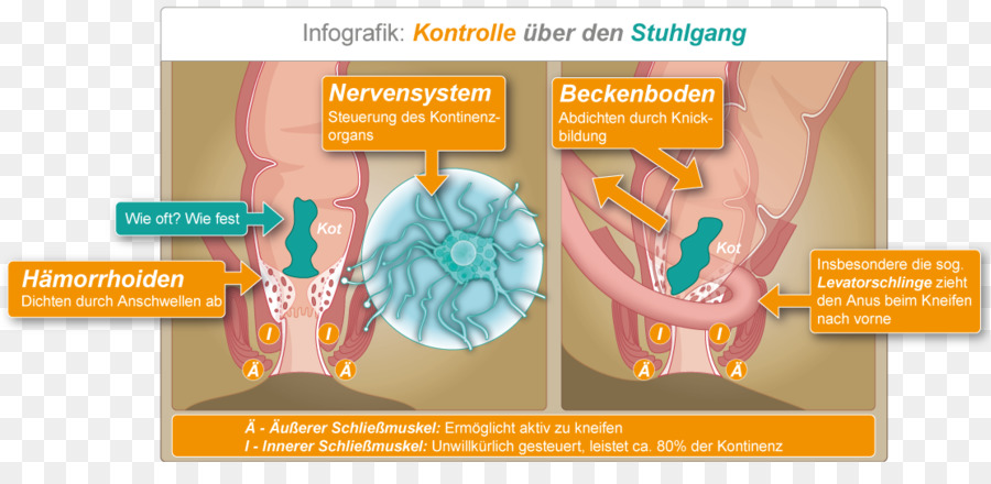 Sistema Digestivo，Anatomia PNG