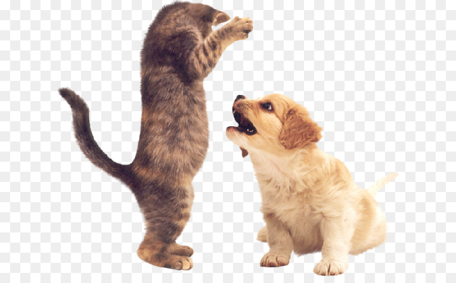 Filhote De Cachorro，Gatinho PNG