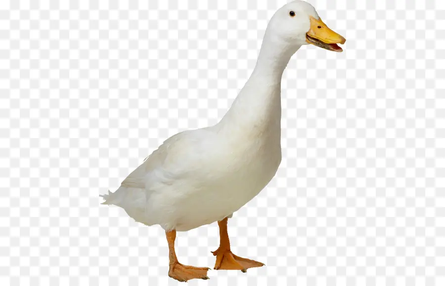 Pato，Pássaro PNG