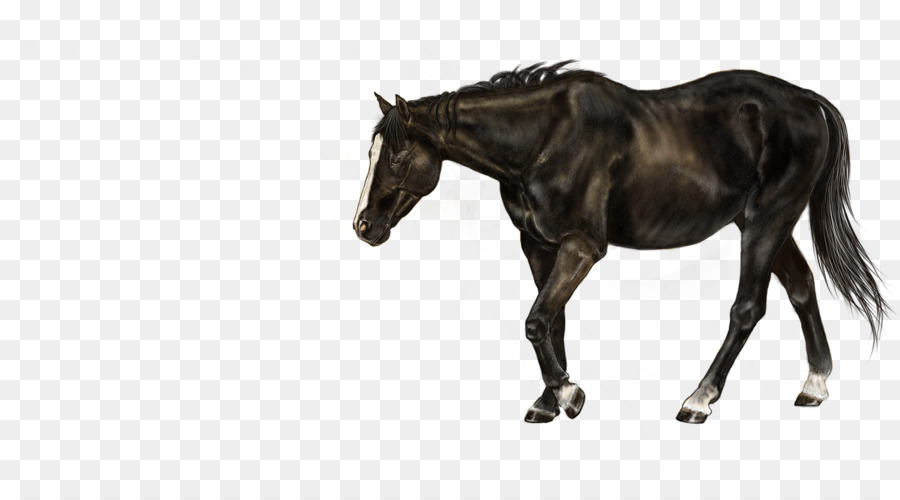 Cavalo，Potro PNG