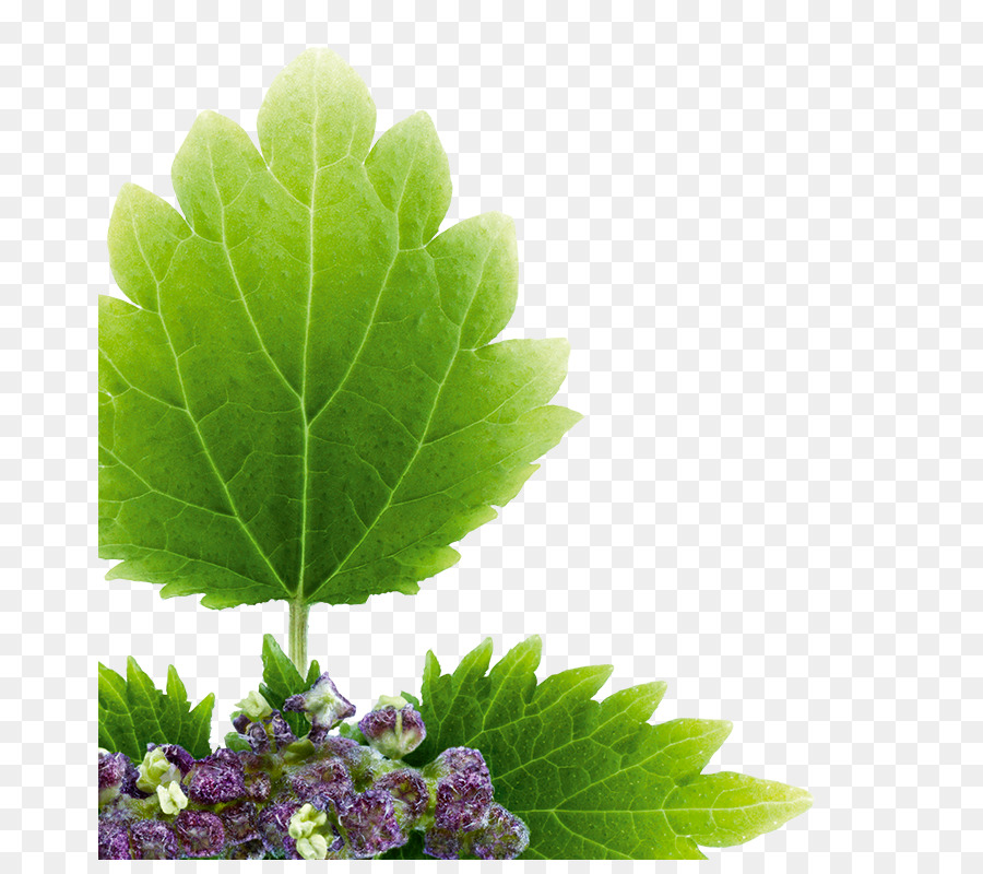 Folha Verde，Plantar PNG