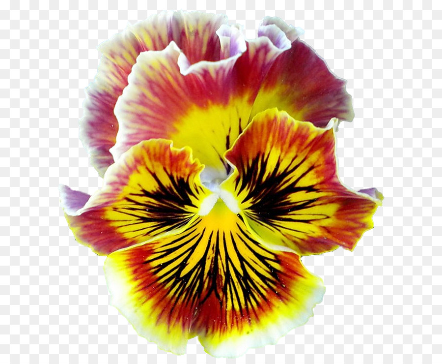 Pansy，Closeup PNG