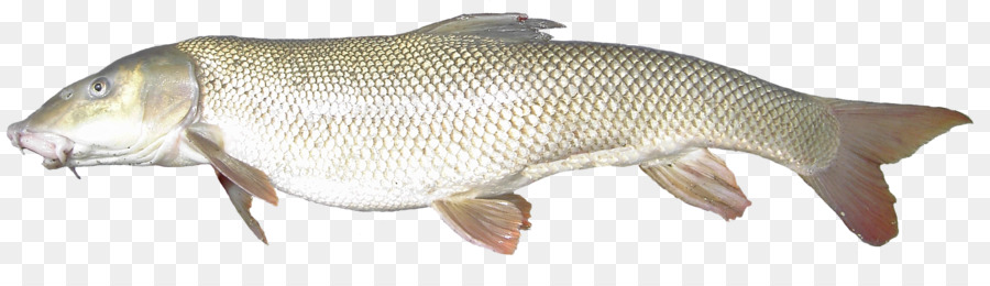 Barramundi，Peixe PNG