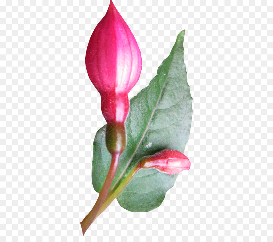 Flores De Corte，Bud PNG