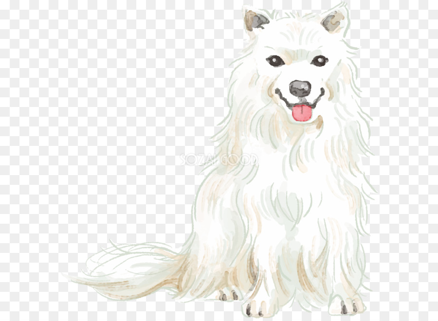 O Canadense Cão Esquimó，American Eskimo Cão PNG