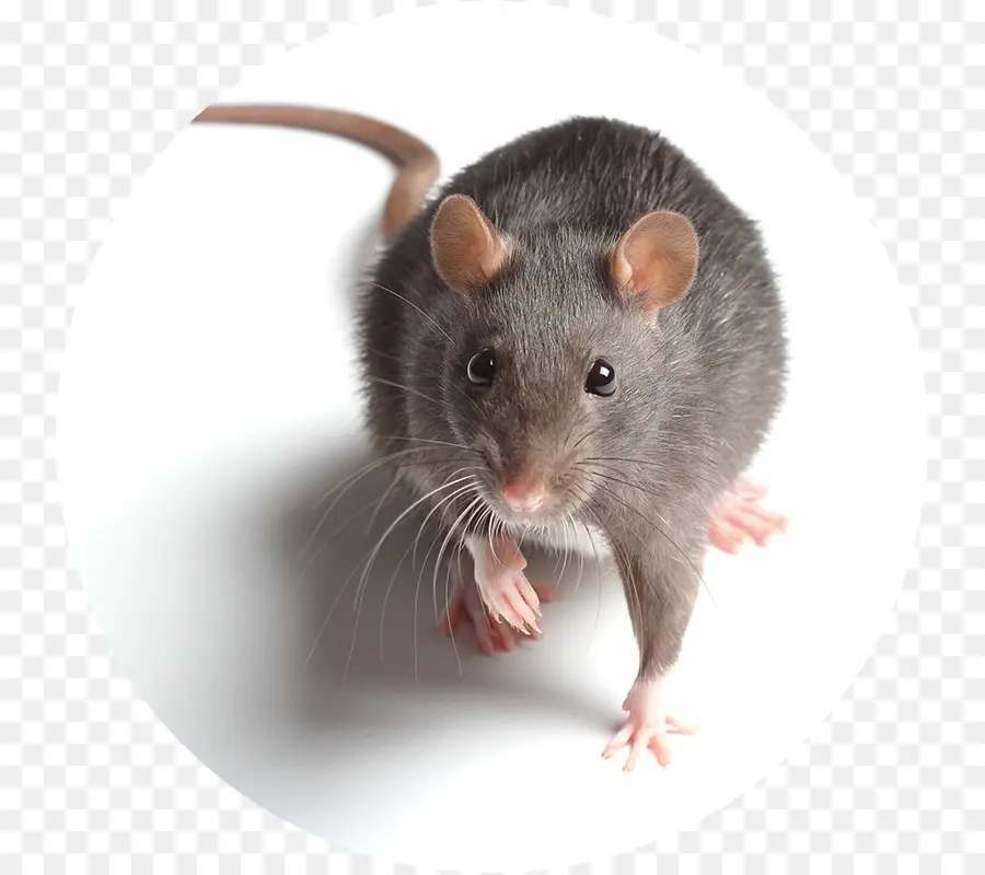 Rato Cinzento，Roedor PNG