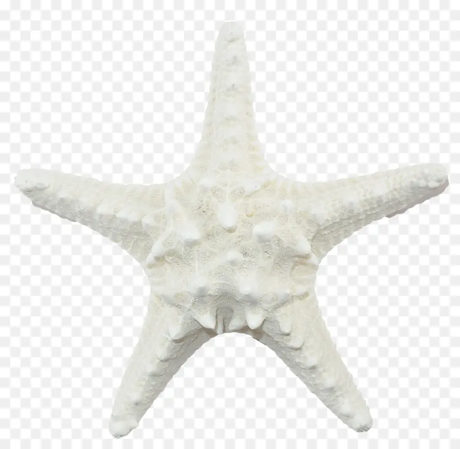 Estrela Do Mar，Echinoderm PNG
