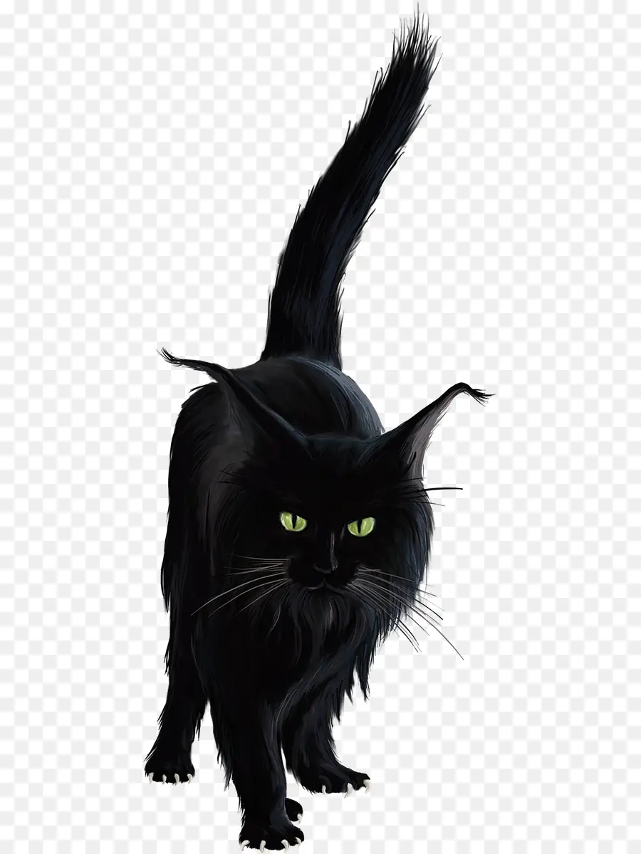 Gato Preto，Felino PNG