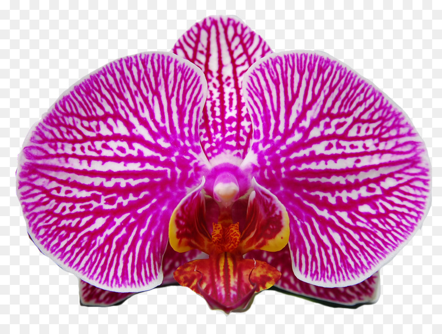 Orquídea，Rosa PNG