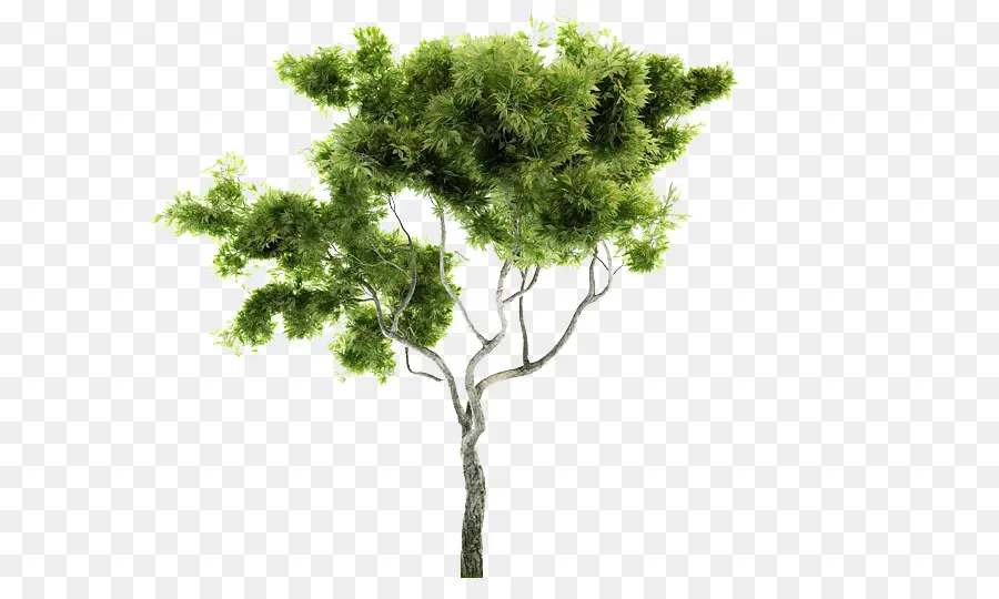 Bonsai，árvore PNG
