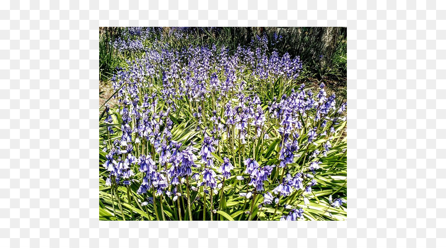 Inglês Lavanda，Lavanda PNG