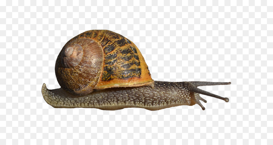 Caracol Marrom，Concha PNG