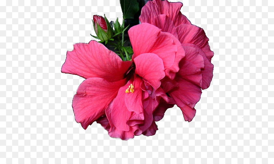 Flor Rosa，Florescer PNG