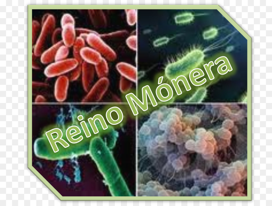 Monera，Bactérias PNG
