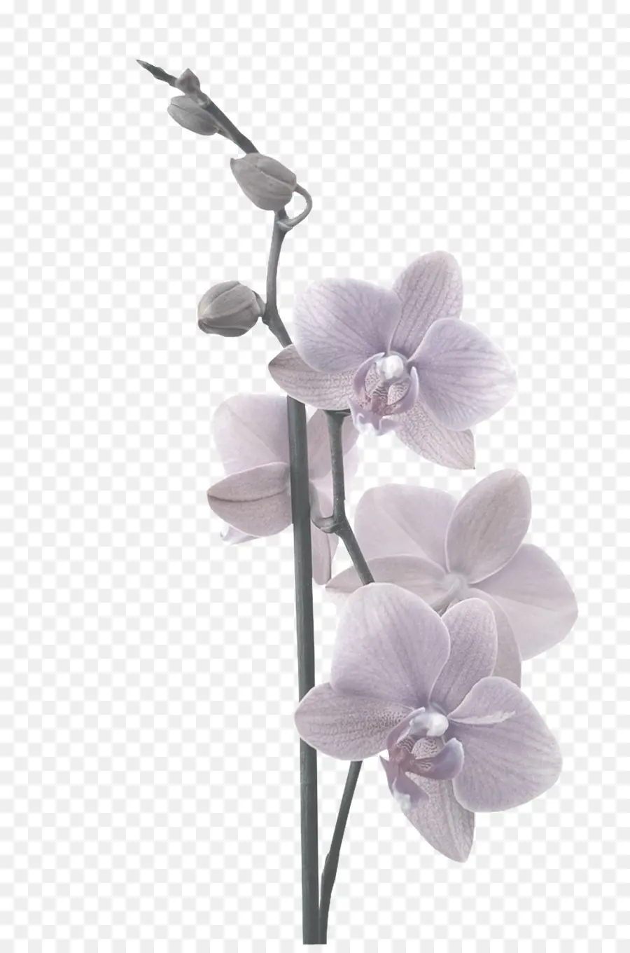 Traça Orquídeas，Adesivo PNG