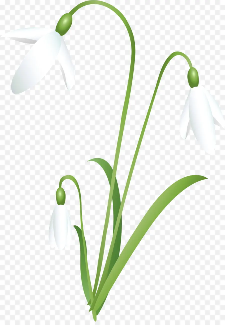 Snowdrop，Flor PNG