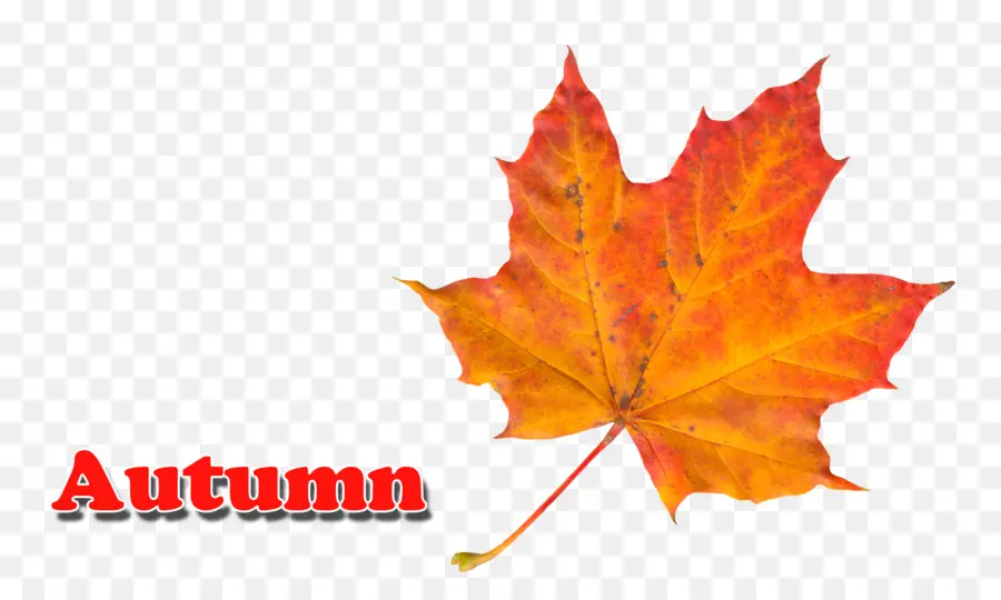 Maple Leaf，Outono Folhas De Cor PNG