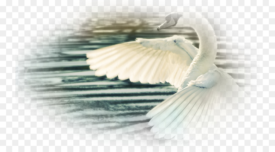 Cisne，Aves PNG