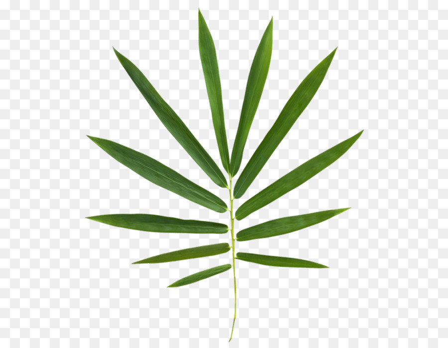 Folha Verde，Natureza PNG