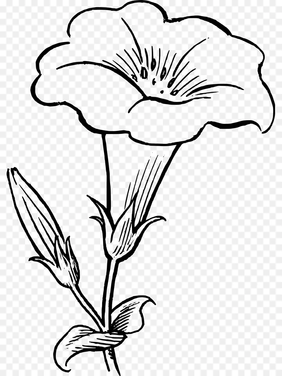 Flor，Florescer PNG