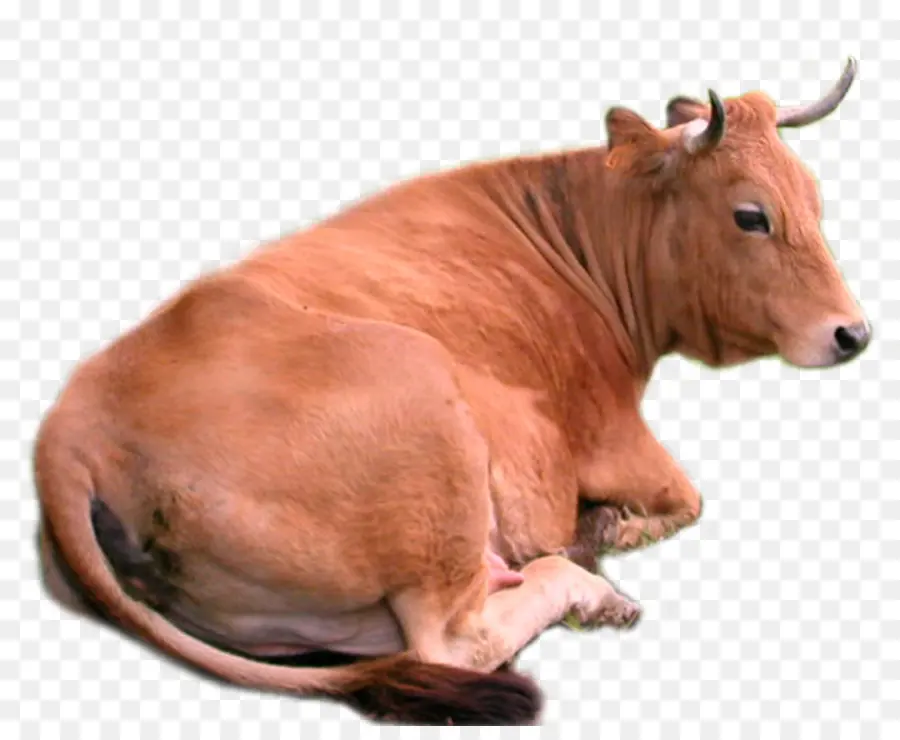 Holstein Frísia Gado，Ayrshire Gado PNG