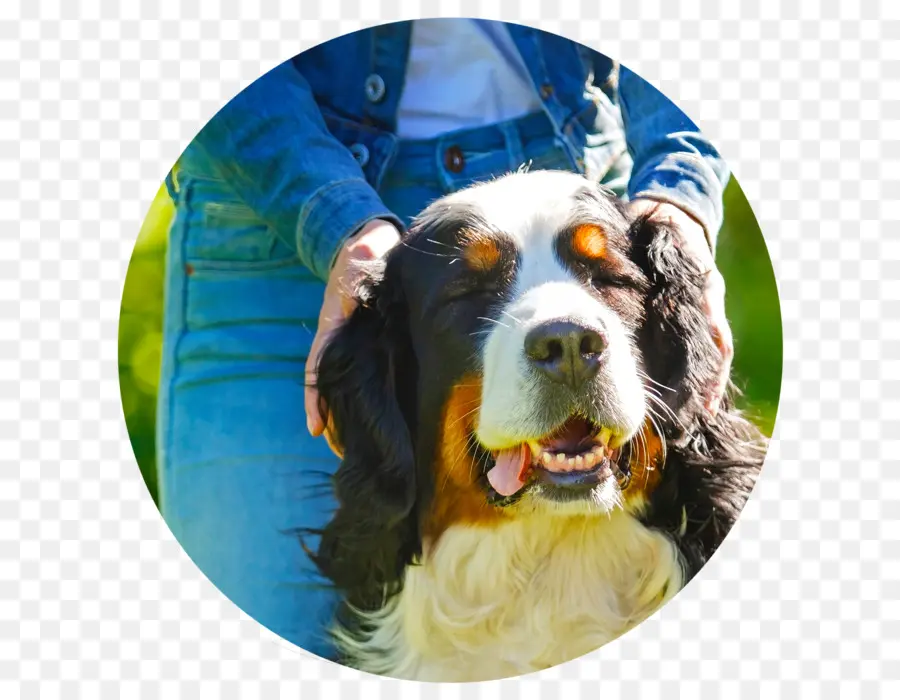 Springer Spaniel Inglês，Bernese Mountain Dog PNG