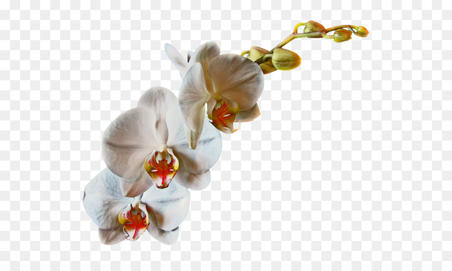 Flor，Flores De Corte PNG