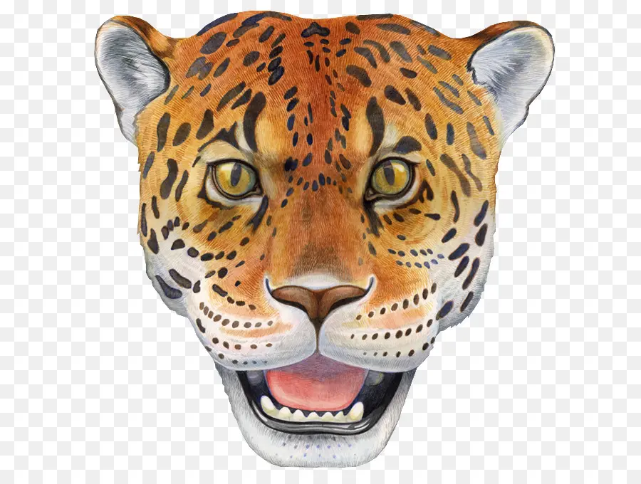 Leopard，Jaguar PNG