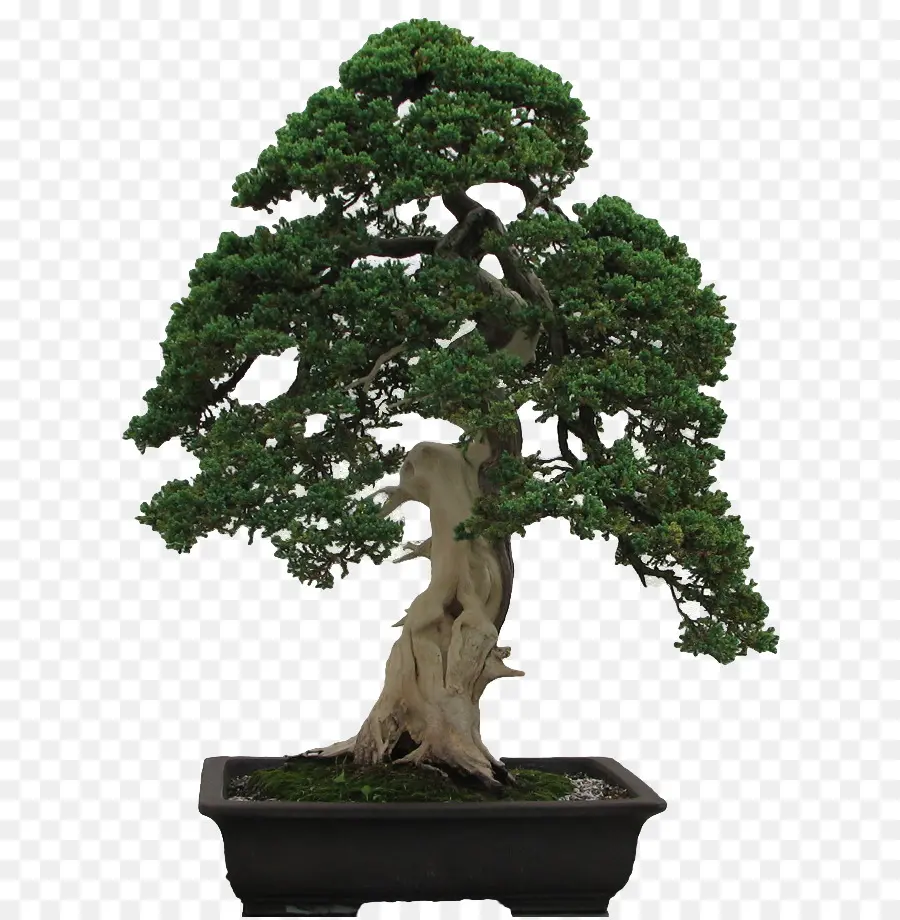 Árvore Bonsai，Miniatura PNG