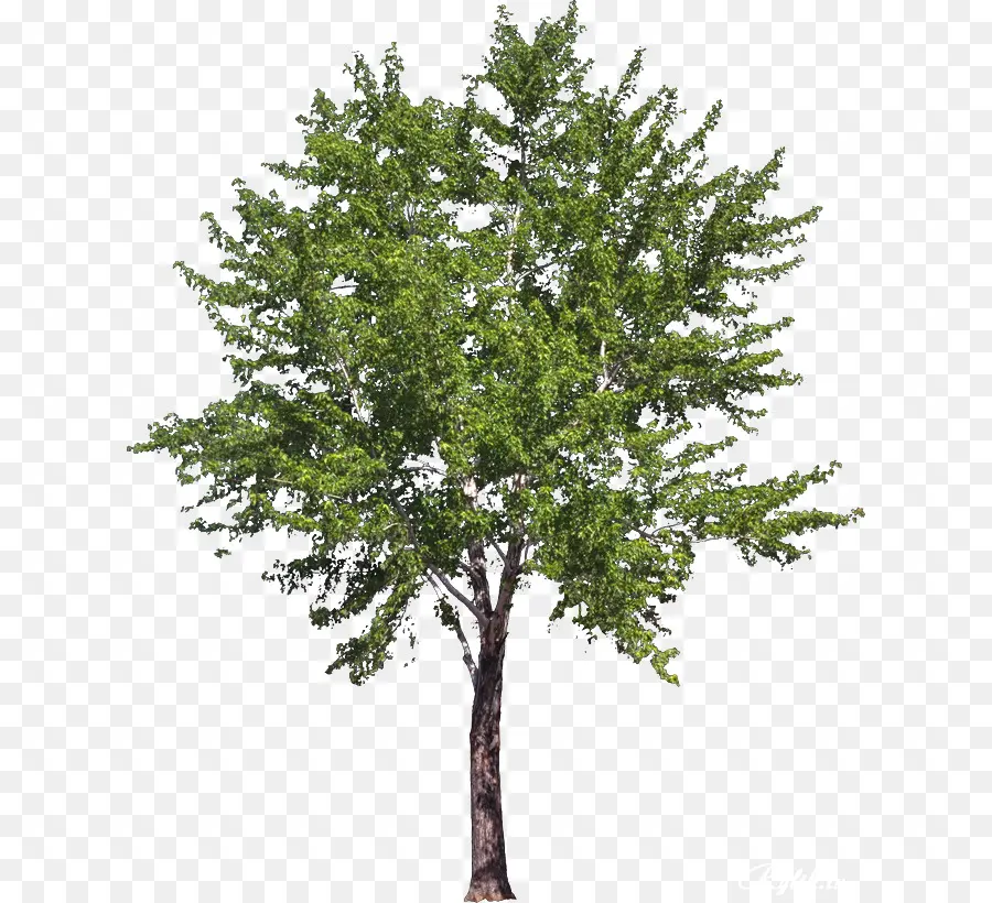 árvore，Australiano De árvores Nativas PNG