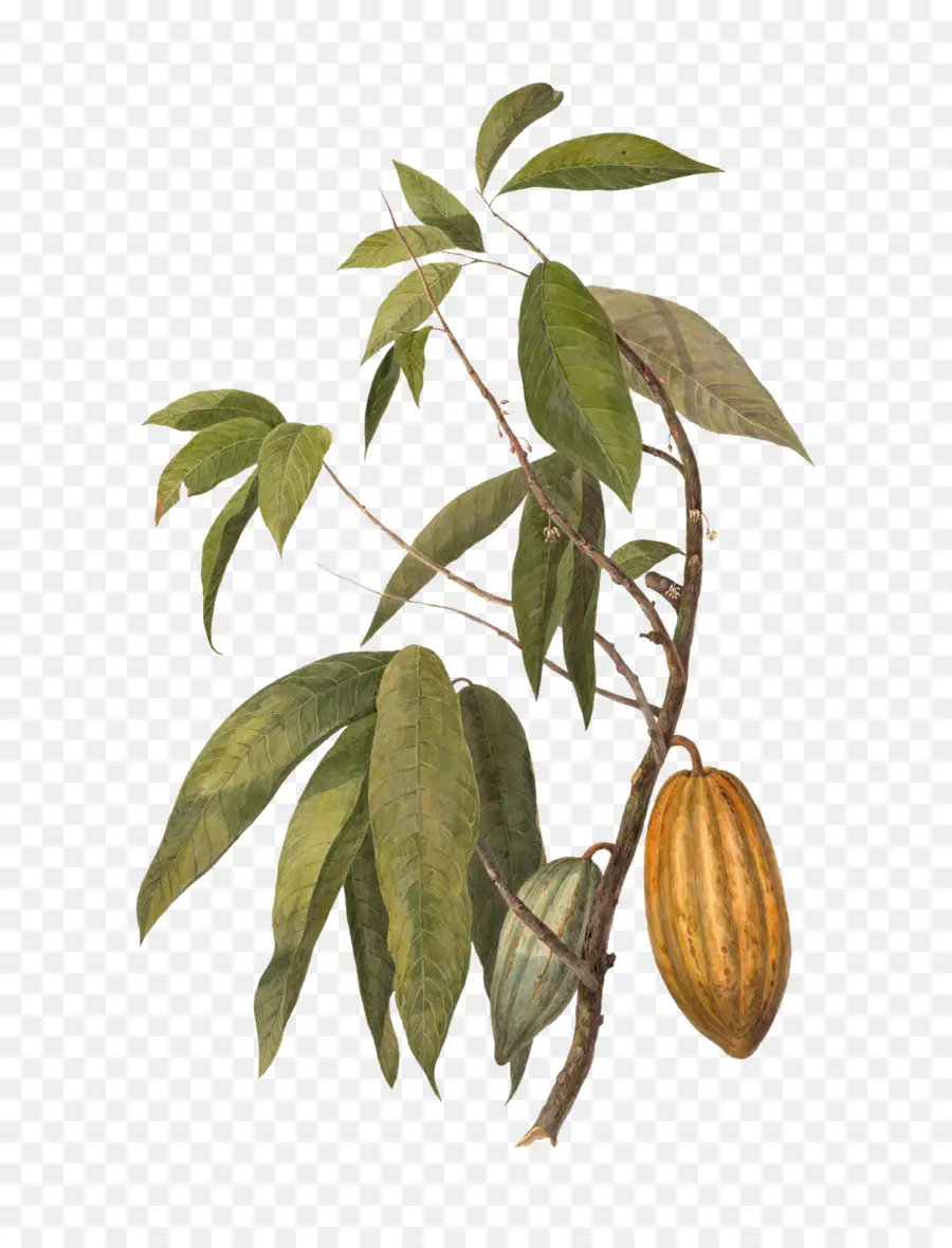 Planta De Cacau，Folhas PNG