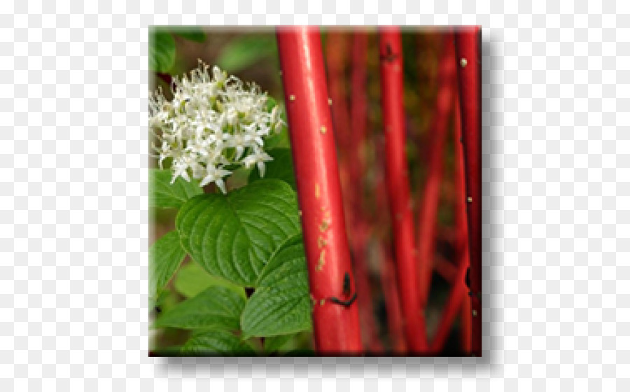 Branco Dogwood，Vermelho Vime Dogwood PNG