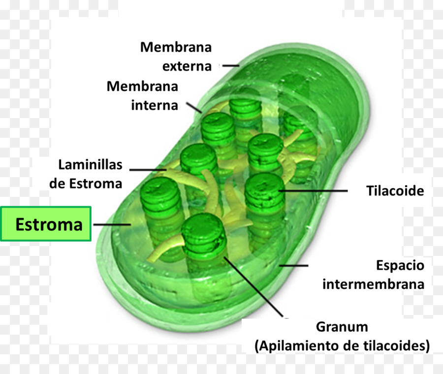 Chloroplast，A Clorofila PNG