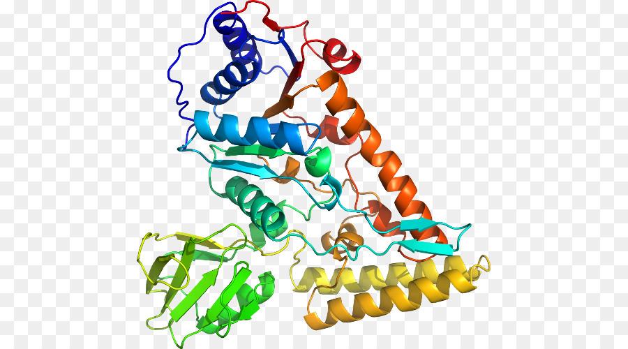 Estrutura Proteica，Biologia PNG