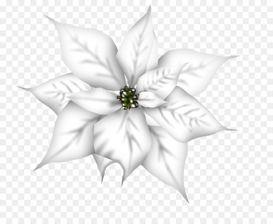 Flor Branca，Florescer PNG