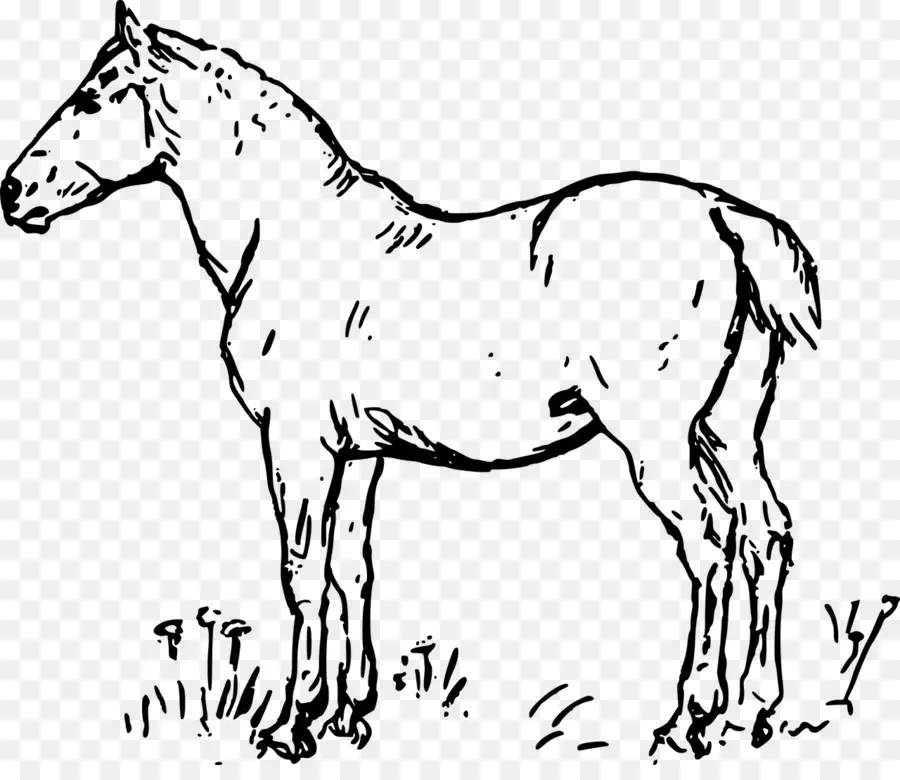 Cavalo，Desenho PNG