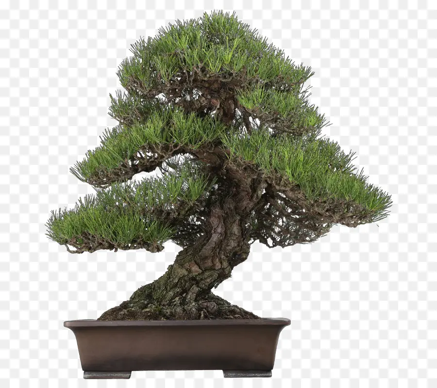 Árvore Bonsai，Miniatura PNG