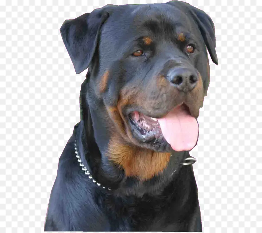 Rottweiler，Raça Do Cão PNG