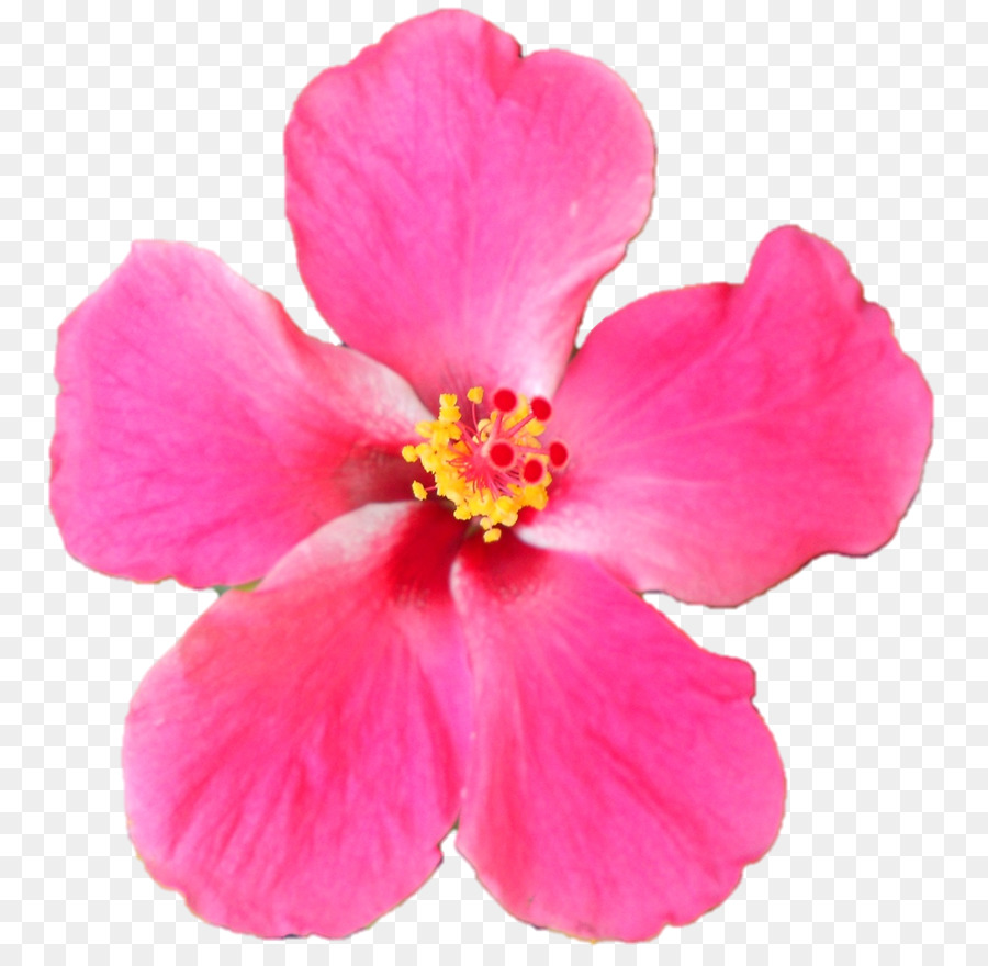 Hibiscus，Rosa M PNG