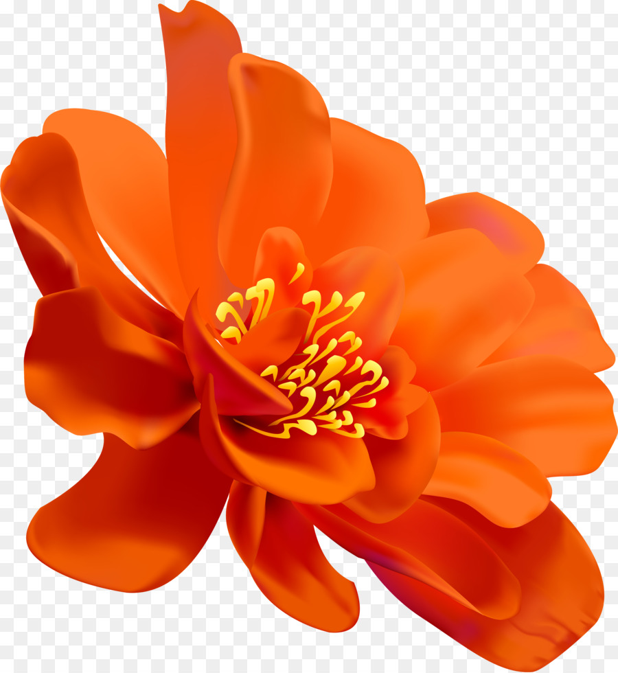 Flor Amarela，Florescer PNG