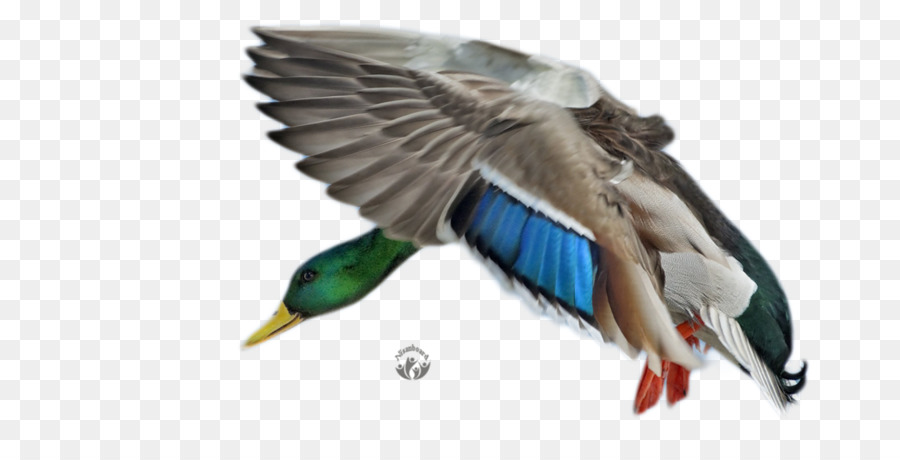 Pato Real，Pato PNG