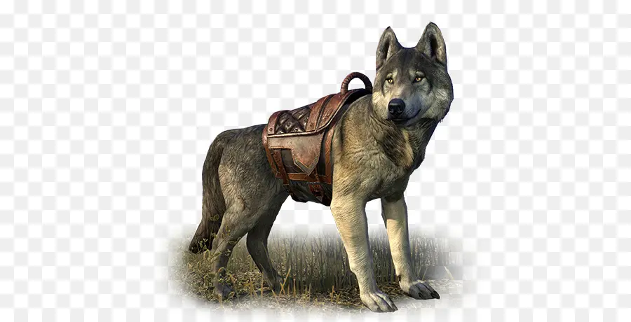 Saarloos Wolfdog，Kunming Wolfdog PNG